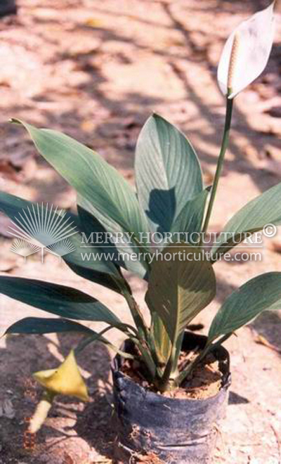 Spathiphyllum cannaefolium